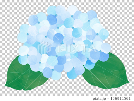 hydrangea flower hydrangea flower 136911561