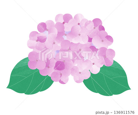アジサイの花 アジサイの花 136911576