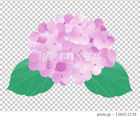 繡球花 繡球花 136911576