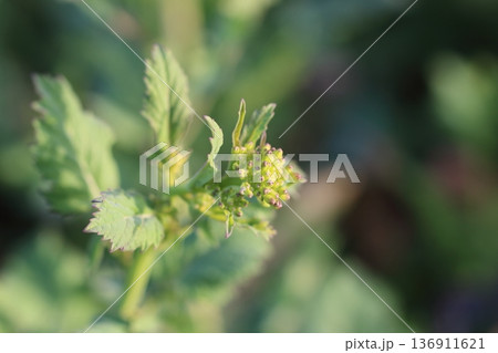 春の光に包まれたからし菜の蕾芽 136911621