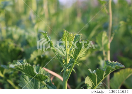 春の訪れを告げるからし菜の蕾 春の訪れを告げるからし菜の蕾 136911625