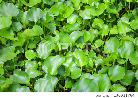 密生する水草 ホテイアオイ 136911764
