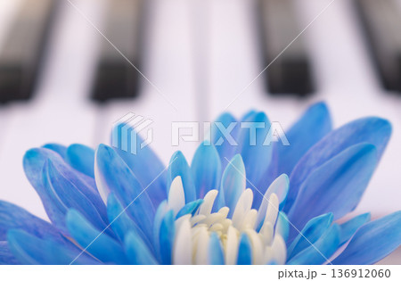 Large dyed blue chrysanthemum flower in front of piano keys, close up of vibrant single blossom musical instrument keyboard, art and symphony concept Large dyed blue chrysanthemum flower in front of piano keys, close up of vibrant single blossom musical instrument keyboard, art and symphony concept 136912060