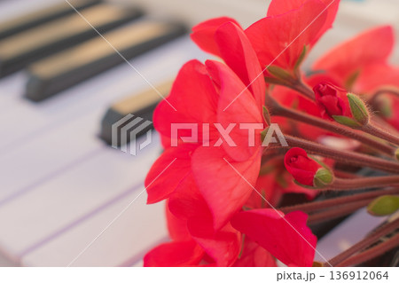 Romantic greeting card concept with red geranium on piano keys, close up top view of musical instrument with flowers, creative spring background 136912064