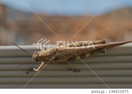 Large Egyptian grasshopper sitting on metal fence, macro shot of Anacridium aegyptium in urban environment, migratory locust and wildlife biodiversity Large Egyptian grasshopper sitting on metal fence, macro shot of Anacridium aegyptium in urban environment, migratory locust and wildlife biodiversity 136912075