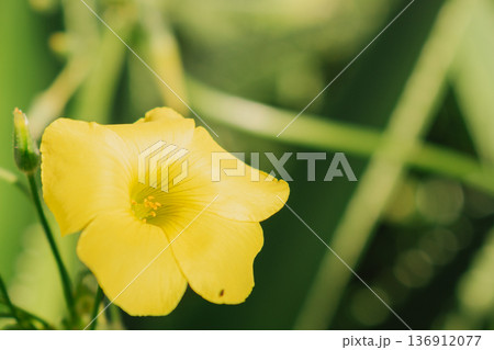 Close-up of yellow Oxalis pes-caprae flower blooming. Bermuda buttercup in Mediterranean nature. Close-up of yellow Oxalis pes-caprae flower blooming. Bermuda buttercup in Mediterranean nature. 136912077