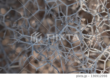 close up of harsh spiky shrub texture with small green leaves creating dense natural camouflage close up of harsh spiky shrub texture with small green leaves creating dense natural camouflage 136912098