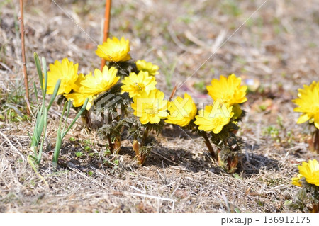 フクジュソウ フクジュソウ 136912175