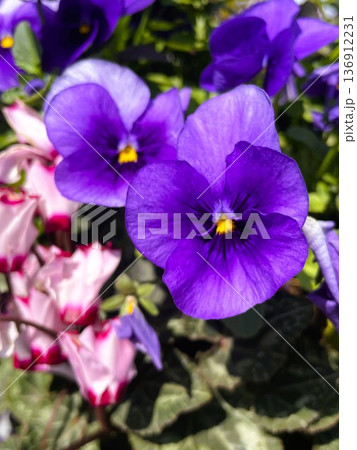 ひと足先に春の訪れを感じさせる美しい紫色のパンジー2 136912231