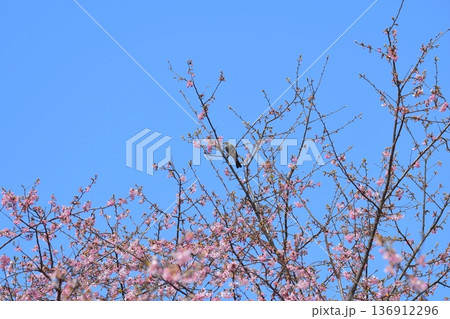 河津桜 河津桜 136912296