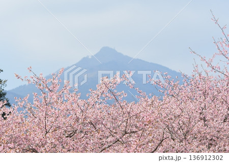 河津桜 河津桜 136912302