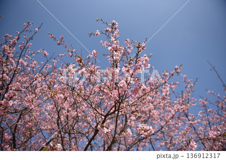河津桜 136912317