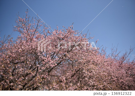 河津桜 136912322