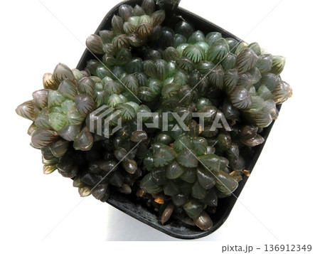 ドドソン 紫オブツーサ ドドソン 紫オブツーサ 136912349