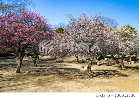 埼玉県所沢航空記念公園 梅園 埼玉県所沢航空記念公園 梅園 136912530
