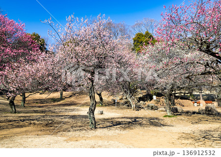 埼玉県所沢航空記念公園　梅園 136912532