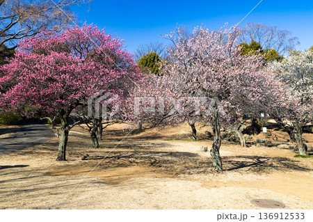 埼玉県所沢航空記念公園　梅園 136912533
