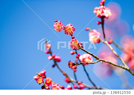 埼玉県所沢航空記念公園　梅園 136912550