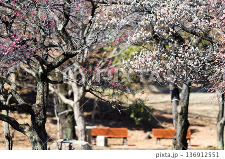 埼玉県所沢航空記念公園　梅園 136912551