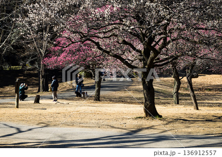 埼玉県所沢航空記念公園　梅園 136912557