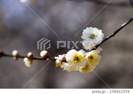 埼玉県所沢航空記念公園　梅園 136912559