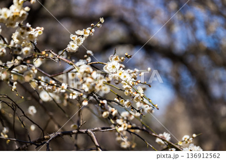 埼玉県所沢航空記念公園　梅園 136912562