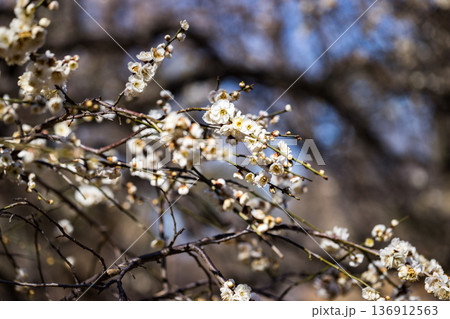 埼玉県所沢航空記念公園　梅園 136912563