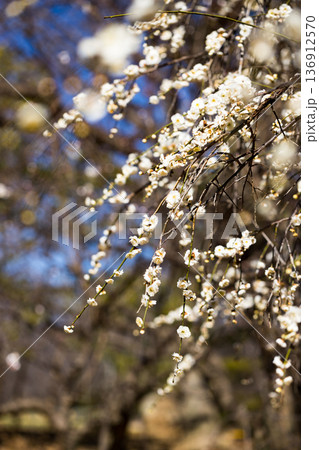 埼玉県所沢航空記念公園　梅園 136912570
