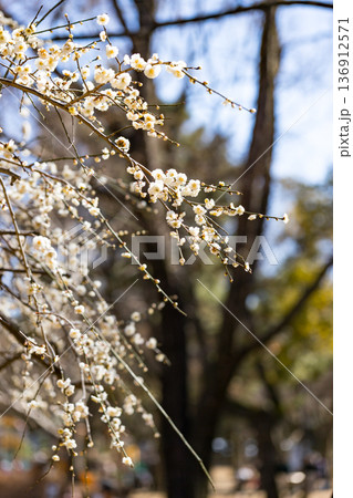 埼玉県所沢航空記念公園 梅園 埼玉県所沢航空記念公園 梅園 136912571