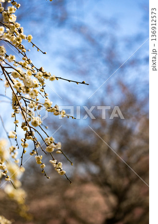 埼玉県所沢航空記念公園 梅園 埼玉県所沢航空記念公園 梅園 136912573