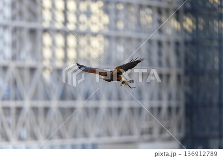 都市上空を飛翔するハリスホーク 136912789