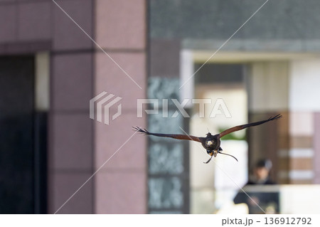 都市空間を正面飛行するハリスホーク 136912792