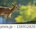 逆光に包まれた子鹿の横顔 136912820