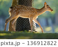 光の縁取りを受ける若鹿 136912822