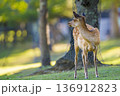 森を見つめる若鹿の横姿 136912823