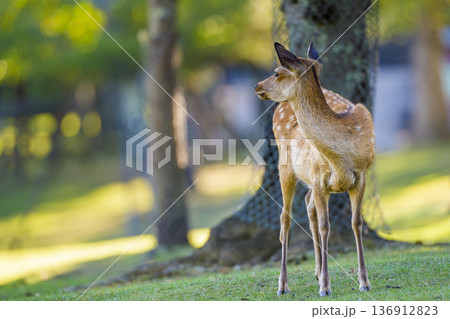 森を見つめる若鹿の横姿 136912823