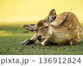 芝生に休む奈良の子鹿 136912824