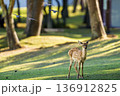 鳥影の下に立つ若鹿 136912825