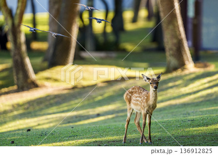 鳥影の下に立つ若鹿 136912825