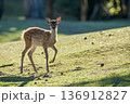 逆光の芝生を歩く若鹿 136912827