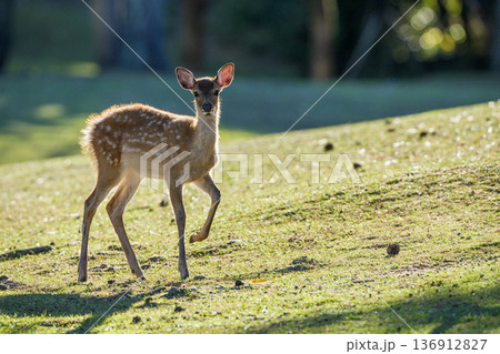 逆光の芝生を歩く若鹿 136912827