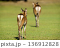 草原を歩む親子の鹿 136912828