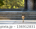 夕暮れの境内を進む子鹿 136912831