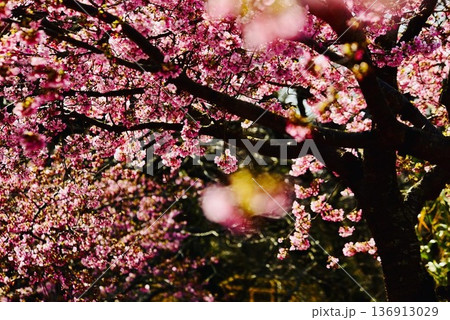 沢山咲いた美しい河津桜 沢山咲いた美しい河津桜 136913029