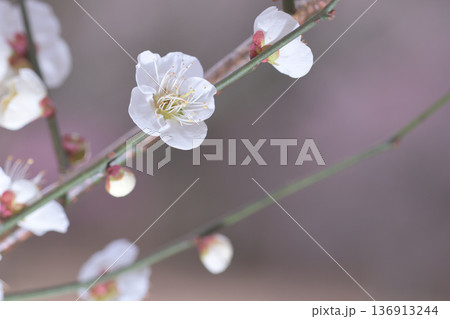緑の小枝に咲いた白梅の花 136913244