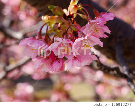 河津桜のある風景 136913277