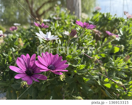 Purple daisies blooming in natural garden setting with lush green foliage, bright sunny atmosphere Purple daisies blooming in natural garden setting with lush green foliage, bright sunny atmosphere 136913315