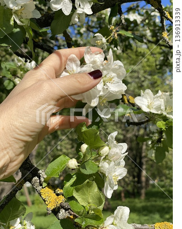 Hand holding apple blossoms on tree branch during springtime in garden 136913339