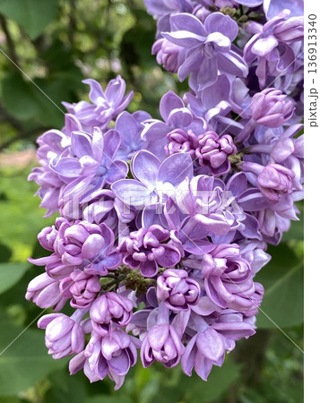 Lilac flowers with vibrant purple petals blossoming on branch, suitable for natural background 136913340