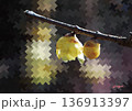 冬に咲く蝋梅（ロウバイ）と千鳥格子模様のデジタルイラスト 136913397